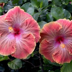 Tahitian Lilac Queen x Moorea Imperial Blossom_DickJC